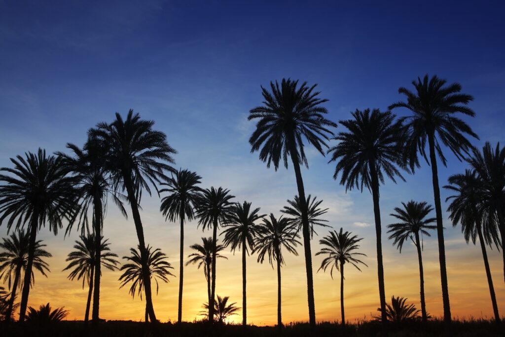 Palm Trees South Florida